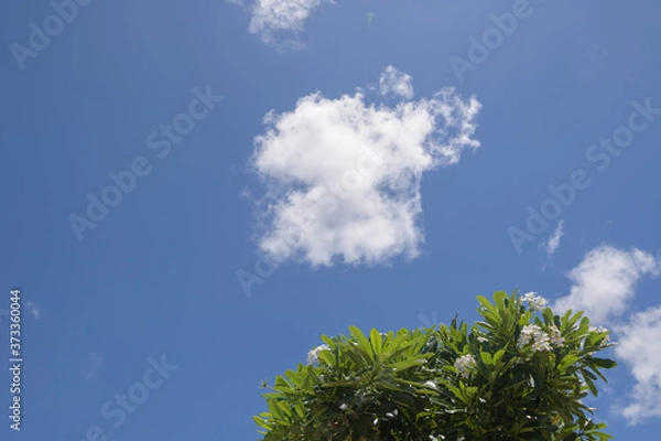 Fototapeta tree in the sky