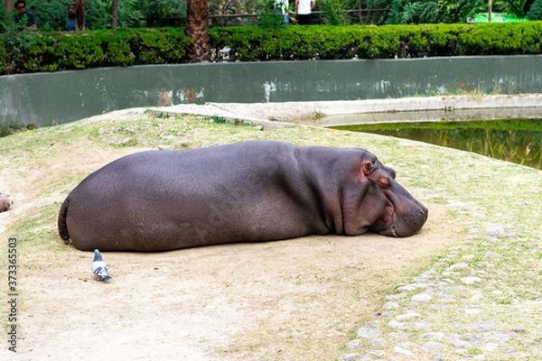 Fototapeta Hipopótamo dormilón