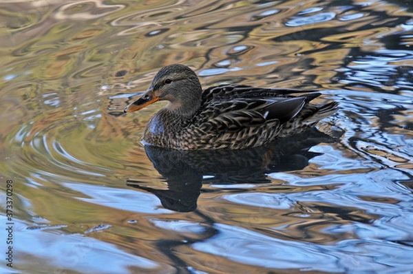 Fototapeta 泳ぐマガモ