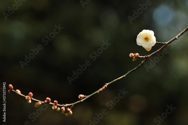 Fototapeta 玉牡丹という綺麗な白色の花の咲く花梅とつぼみ