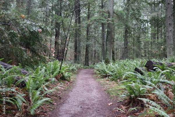 Obraz trail