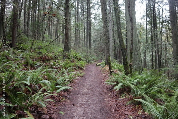 Obraz trail