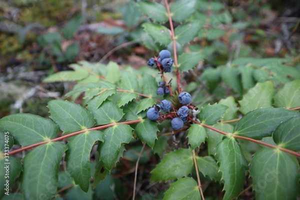 Obraz oregon grape
