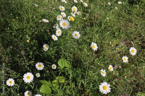 Obraz daisies