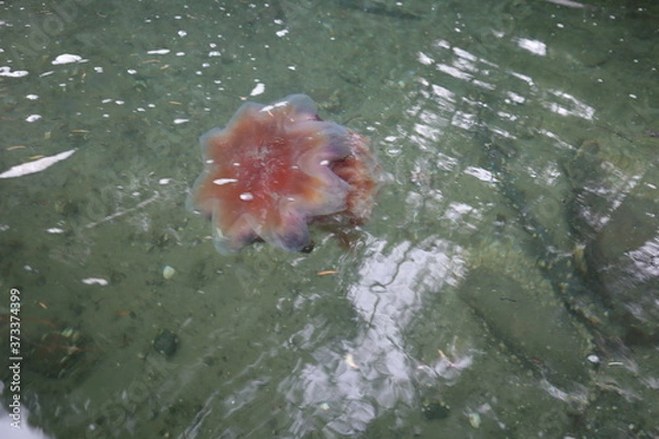 Obraz jellyfish