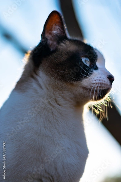Obraz blue eyed cat