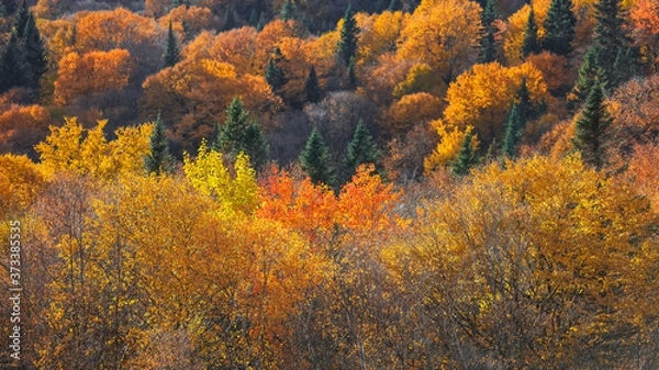 Fototapeta Beautiful fall foliage in Quebec mountains
