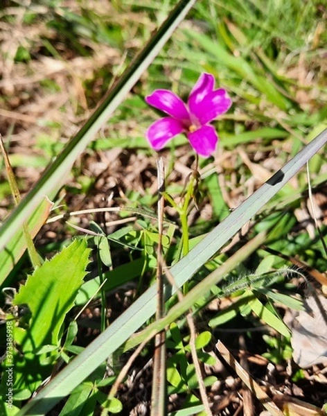 Obraz spring flowers in the grass