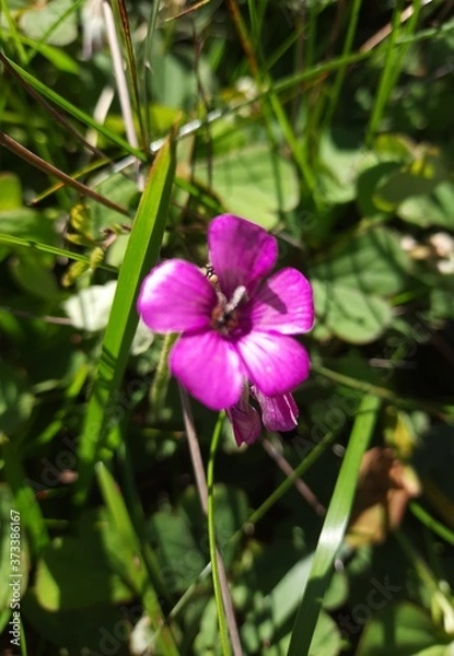 Obraz purple flower in the garden