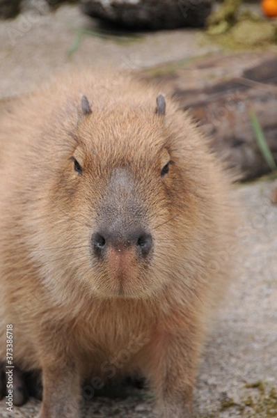 Fototapeta 伊豆シャボテン公園