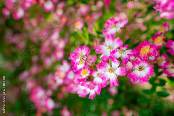 Fototapeta 薔薇園のバラ