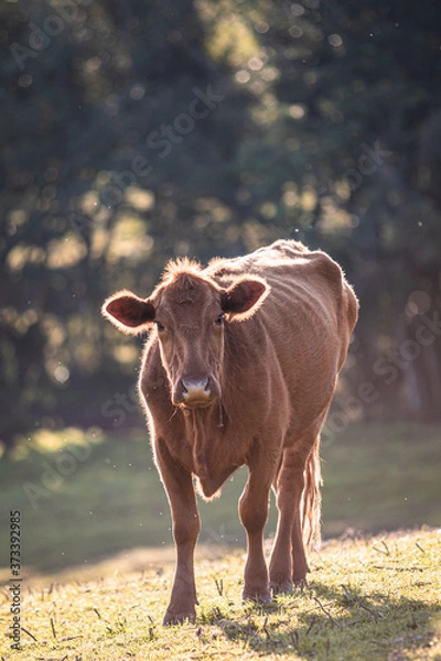 Fototapeta Cow