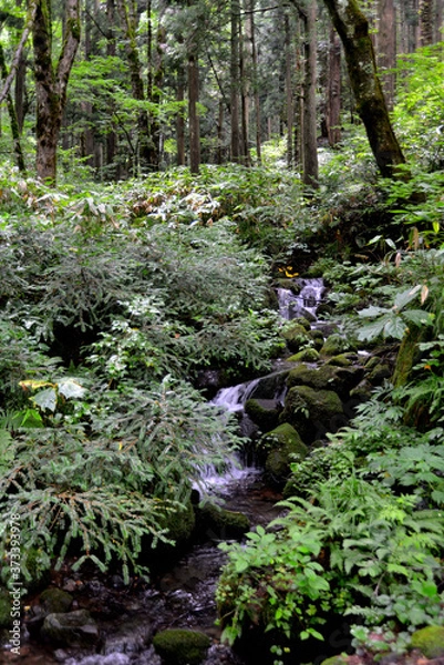 Obraz 森の中を流れる小川