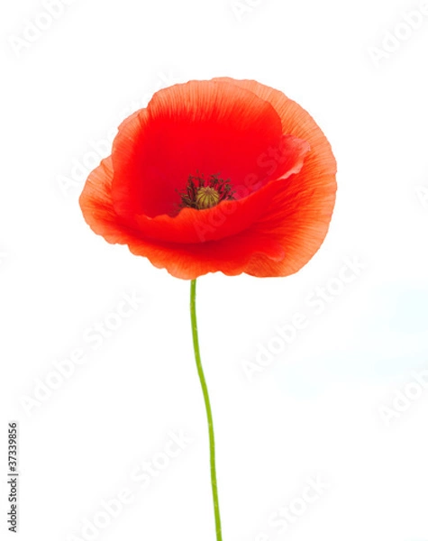 Fototapeta red poppies