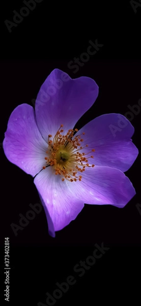 Obraz Purple Flower.