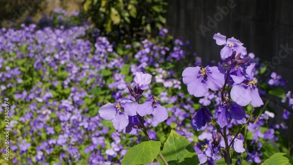 Obraz 諸葛孔明が広めたという伝説があるショカツサイ