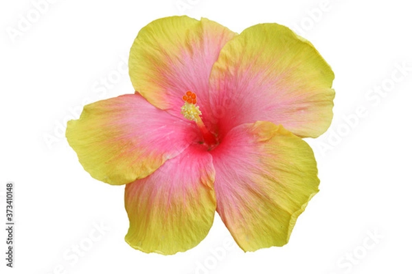 Obraz Yello pink Hibiscus on white background