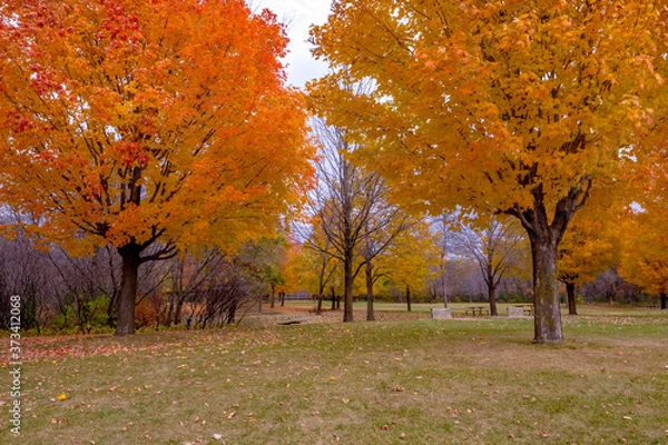 Fototapeta Overcast autumn forest