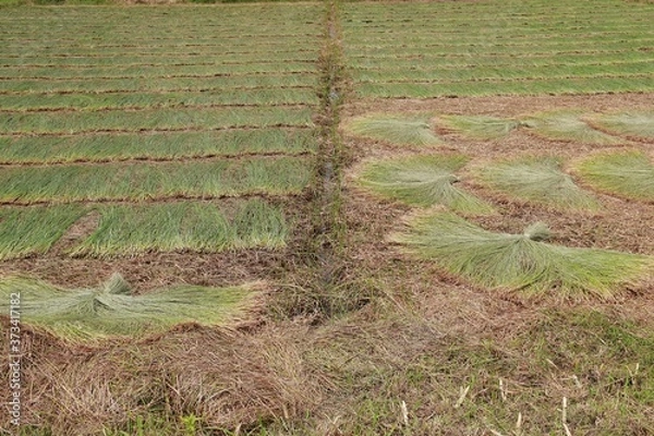 Fototapeta Photo of traditional craft village: slice harvested on Vung Lien field (Vinh Long province, Vietnam)