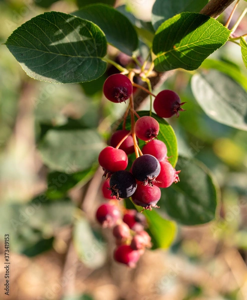 Fototapeta Amelanchier on a tree in a vegetable garden.
