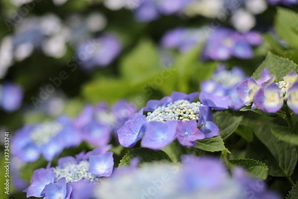Fototapeta アジサイ　花　雨　植物