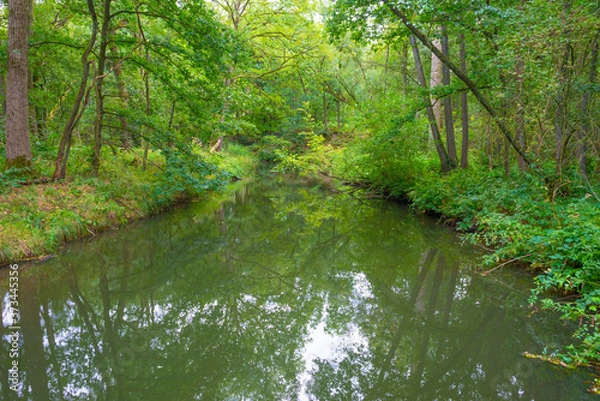Fototapeta The shores of a stream in a green deciduous forest in sunlight in summer, Limburg, The Netherlands, August 23, 2020
