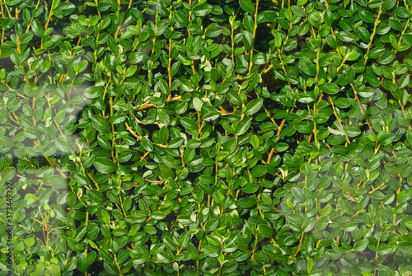 Fototapeta Green texture with small leaves. Boxwood bushes close up.