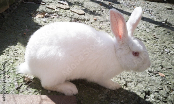 Obraz White rabbit with red eyes wary of the camera.