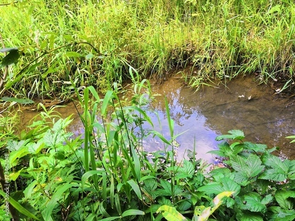 Obraz grass and water