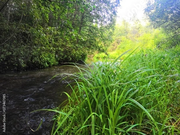 Obraz river in the forest