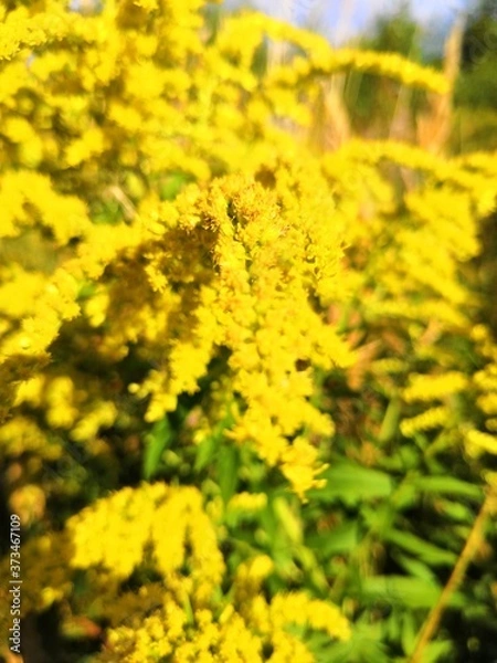 Obraz field of yellow flowers