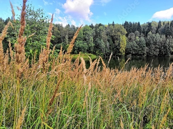 Obraz field of wheat