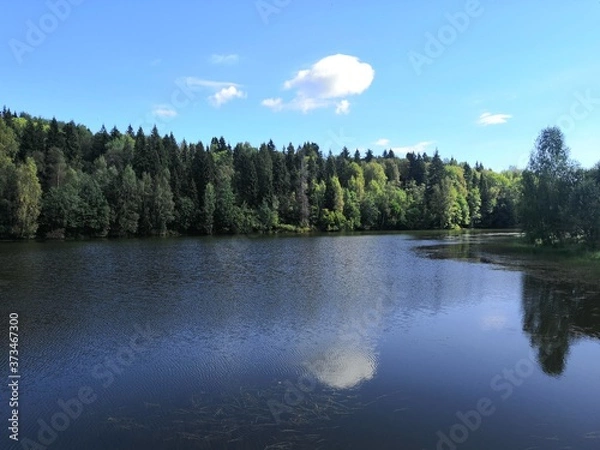 Obraz lake and forest