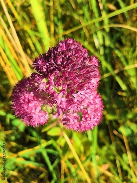 Obraz purple flower in the forest