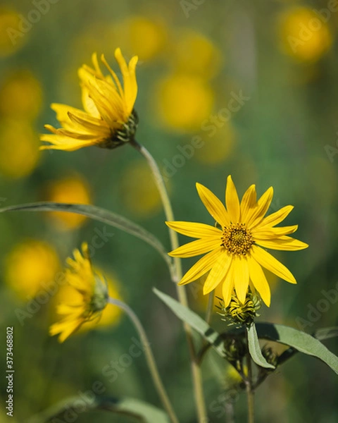 Obraz Western Sunflowers in a garden, with several more blurred in the background