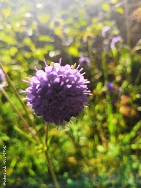Obraz purple and yellow flowers