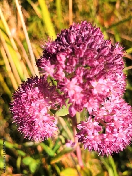 Obraz purple and yellow flowers