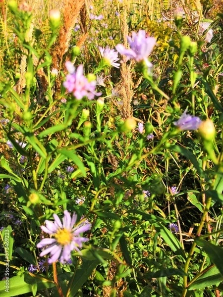 Obraz flowers in the garden