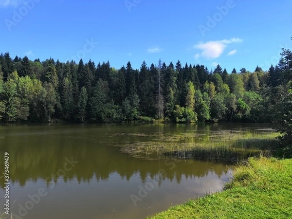 Obraz lake in the forest