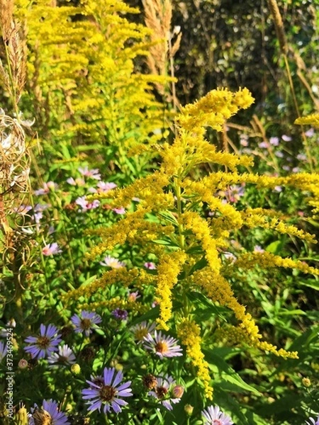 Obraz tree in the forest