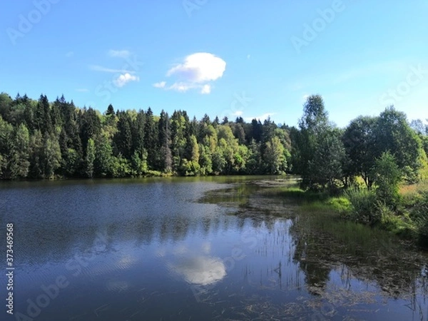 Obraz lake and forest