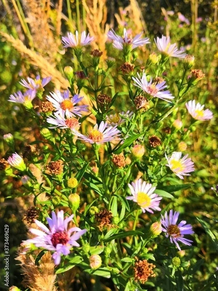 Obraz butterfly on a flower
