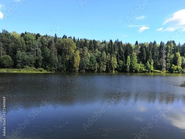 Obraz lake and forest