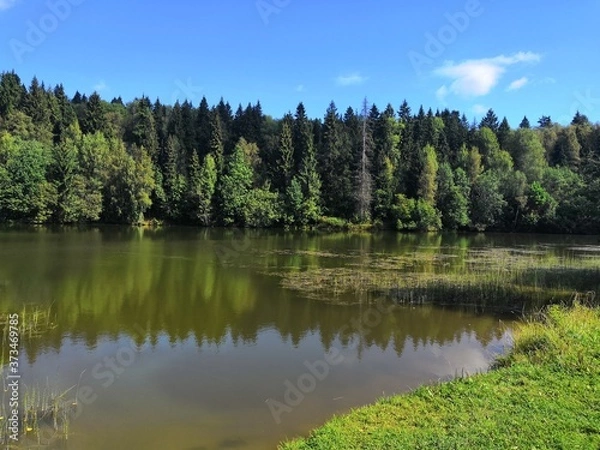 Obraz lake in the forest
