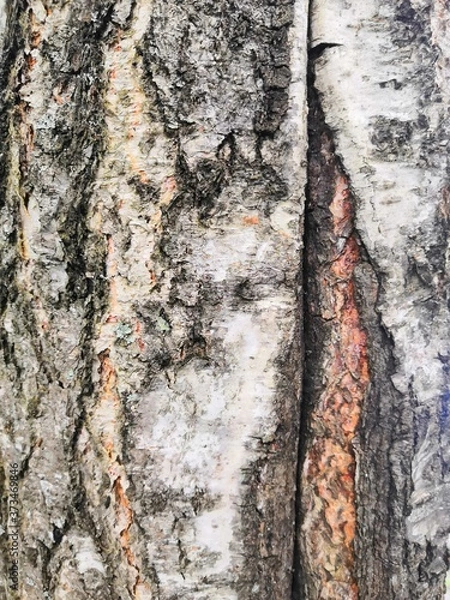 Obraz bark of a tree
