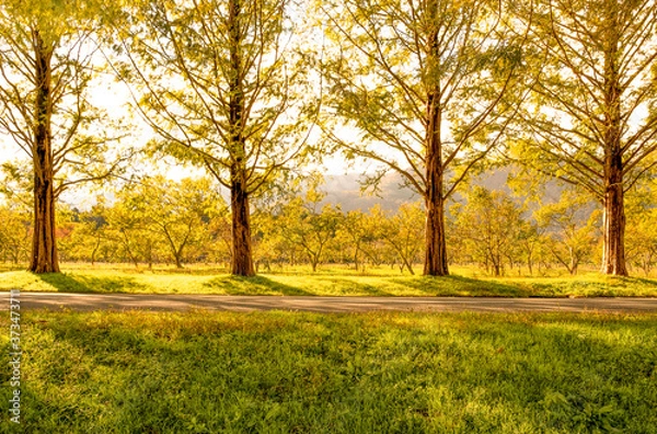 Fototapeta 【滋賀県高島市】マキノ高原のメタセコイヤ並木　秋の夕方
