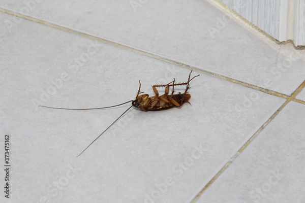 Obraz dead cockroach on the floor