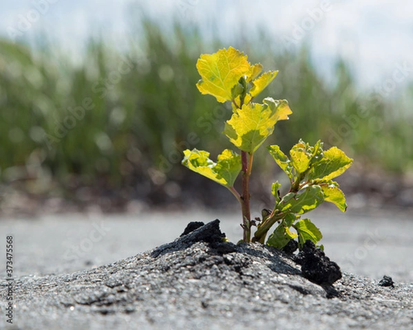 Obraz Small green tree broke the gray asphalt and grew out of it