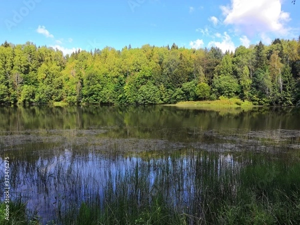 Obraz lake in the forest