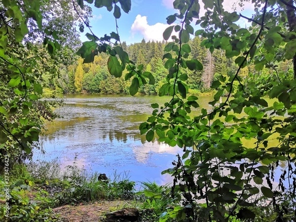 Obraz pond in the park
